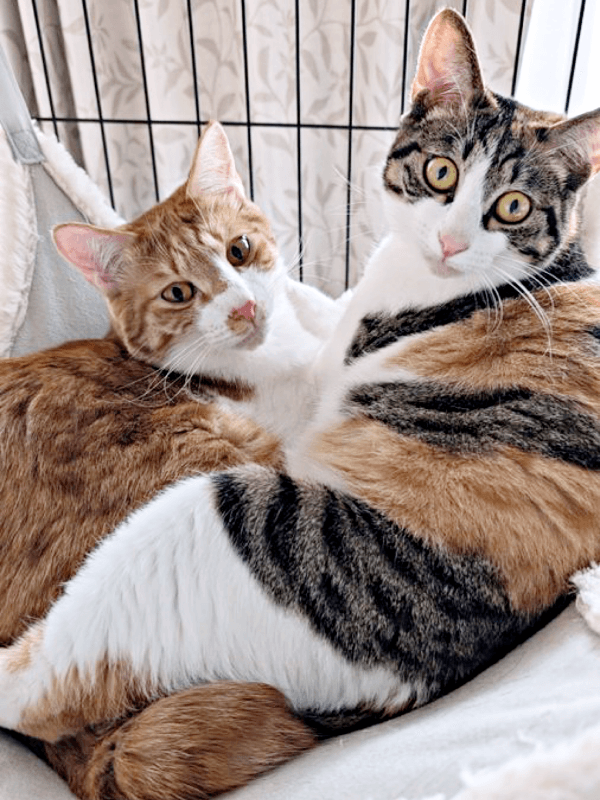 ハンモックで仲良くくつろぐ（左から）もんじゅちゃん、せんじゅちゃん（画像提供：ミロカノさん）