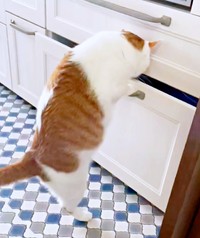 キッチンの引き戸に前足をかけるちゃろくん（画像提供：るる☆フワフワプレス社さん）