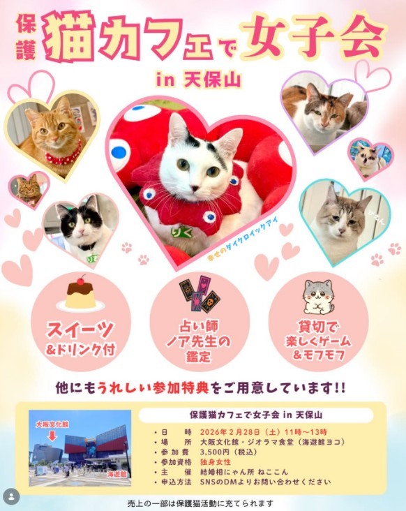 会員を対象にした猫カフェ女子会は、大盛り上がりとなった