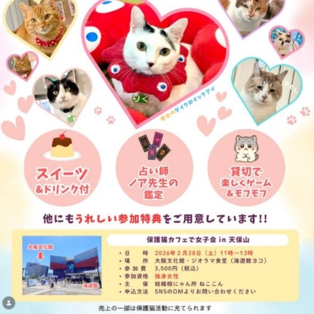 会員を対象にした猫カフェ女子会は、大盛り上がりとなった