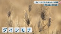 ダイシモチ