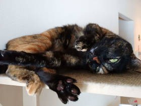 サビ猫「あんず」、落下に下敷き未遂で災難な一日　飼い主は心配するも「は？何か？」