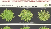 えっ！食べられる農薬？香川大学などが「希少糖」を使った新しい農薬を開発
