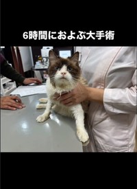 6時間におよぶ大手術を乗り越えたパスくん（「ねこから目線。」さん提供、Instagramよりキャプチャ撮影）