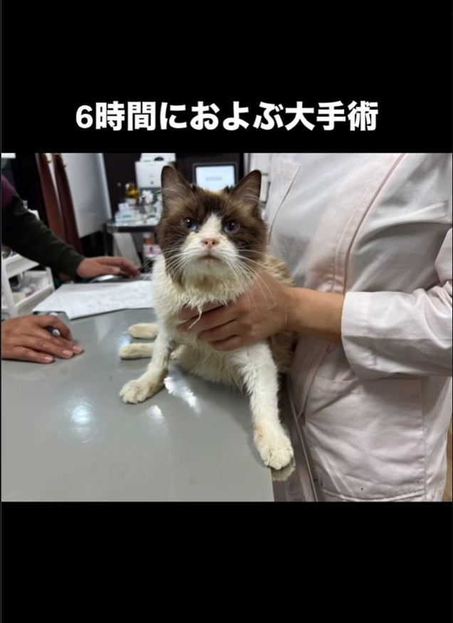 6時間におよぶ大手術を乗り越えたパスくん（「ねこから目線。」さん提供、Instagramよりキャプチャ撮影）