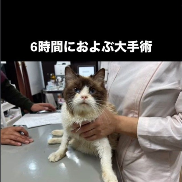6時間におよぶ大手術を乗り越えたパスくん（「ねこから目線。」さん提供、Instagramよりキャプチャ撮影）