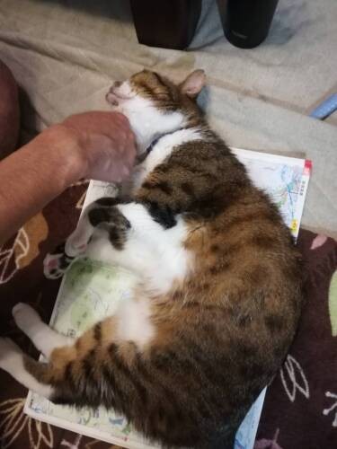 夫が広げた日本地図に載っています（和香子さん提供）

