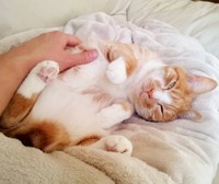 もっと撫でて！