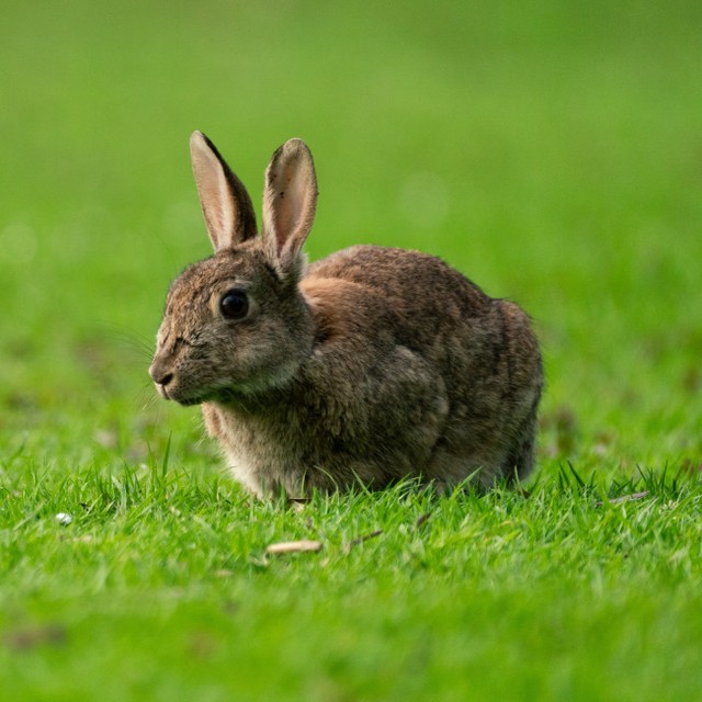 デンマークの動物園、餌の寄付募集を巡って非難殺到