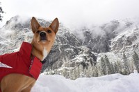 昨年末に訪れたヨセミテ国立公園にて