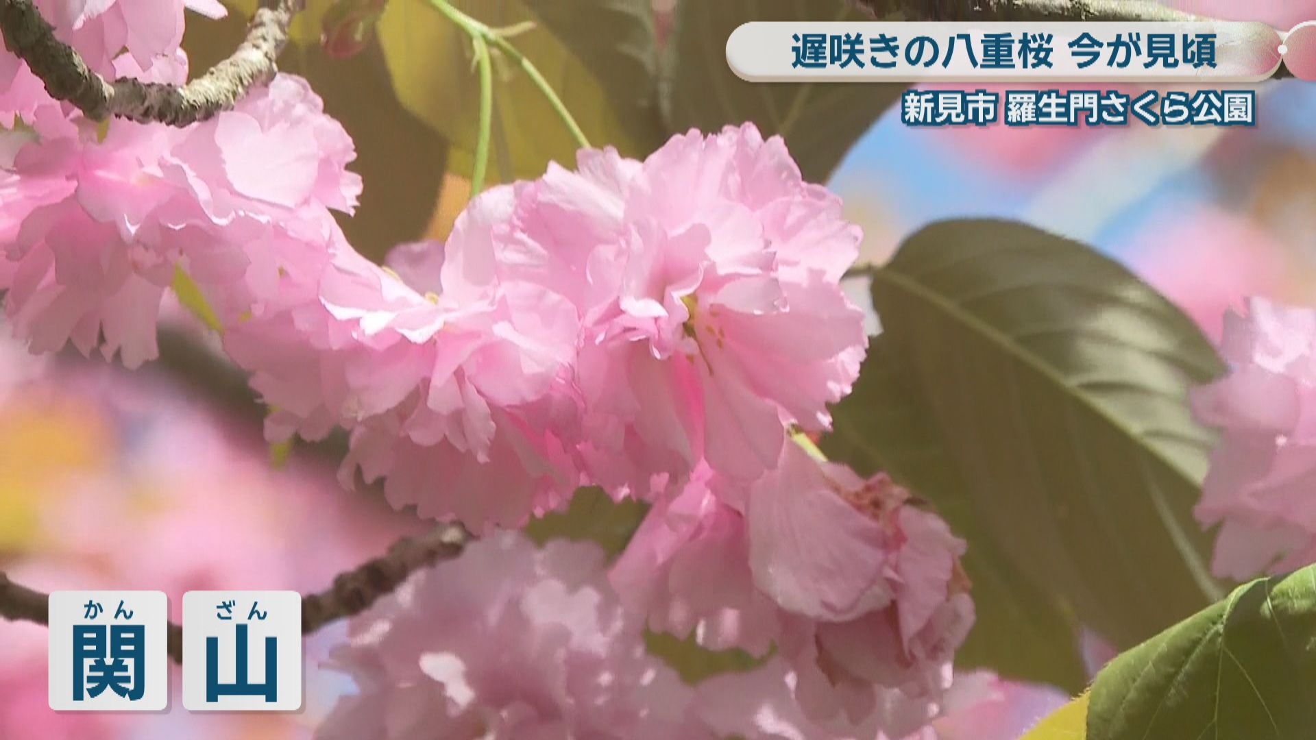 まだ“桜”が楽しめる！ 新見市の羅生門さくら公園で「カンザン」が見