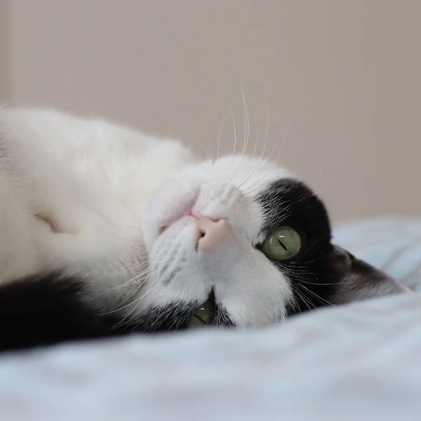 もっとママに甘えたいにゃ