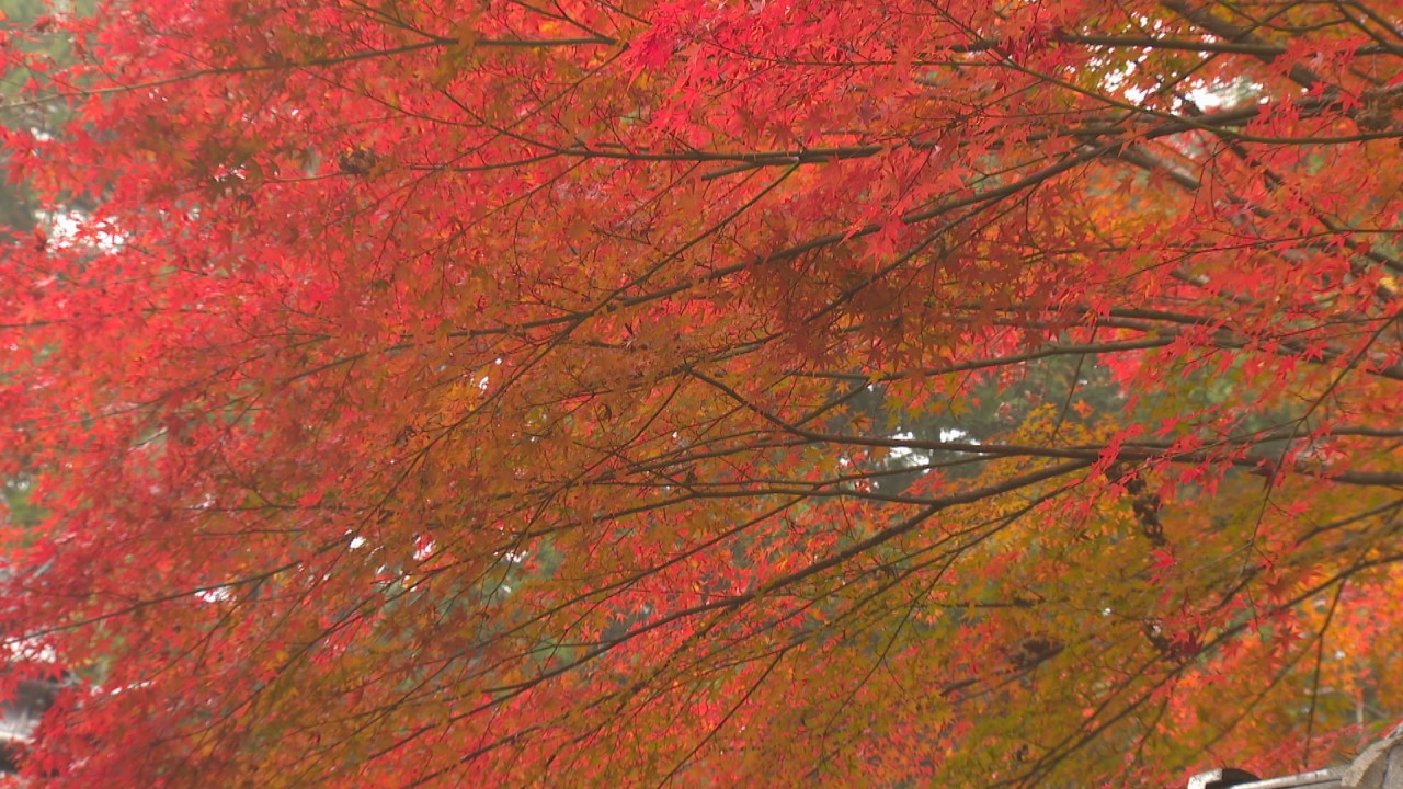 モミジとサクラの共演が見頃 岡山 真庭市の普門寺 11月中ごろまで楽しめる Ksbニュース Ksb瀬戸内海放送