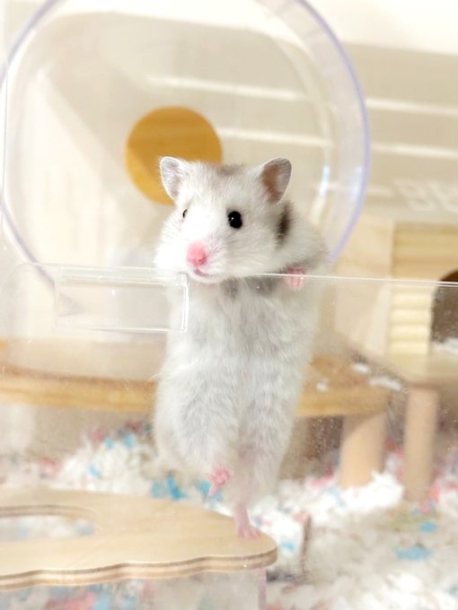 ケージから身を乗り出すまろちゃん（画像提供：まろとsaeさん）