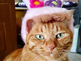 夢で先代猫が会わせてくれた　茶トラ「茶々丸」、帽子でおめかし