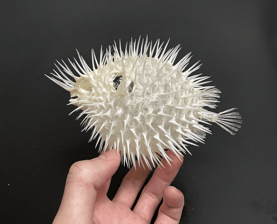 ハリセンボンの骨格（画像：いのししの人提供）