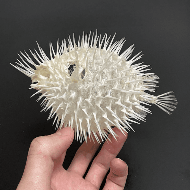 ハリセンボンの骨格（画像：いのししの人提供）