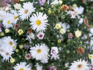 シャープな顔の人にあこがれていた、丸顔寄りのベース顔の私