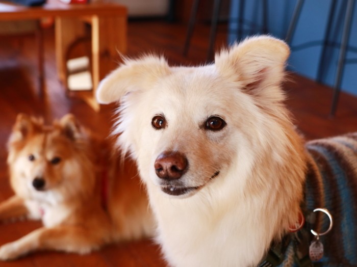 散歩以外のイレギュラーなおでかけにはときめく