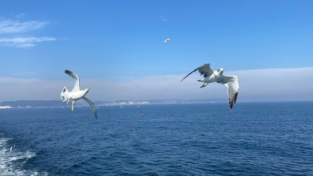 至近距離で飛ぶカモメが旅情を誘います（提供：東京湾フェリー）