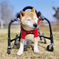 車椅子でお散歩中のティーくん（画像提供：柴のティーさん）