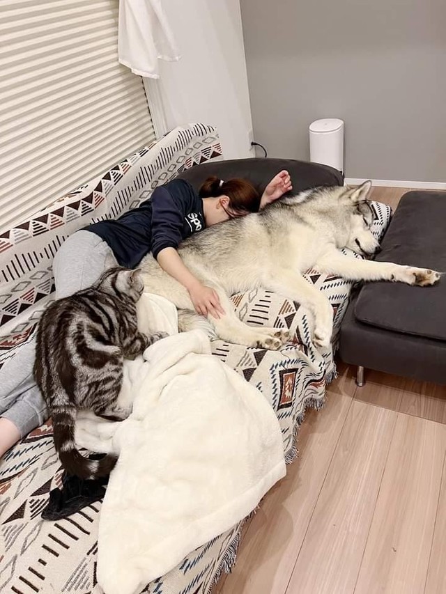 みんなで寝ています（「シベリアンハスキーの星凪」さん提供）