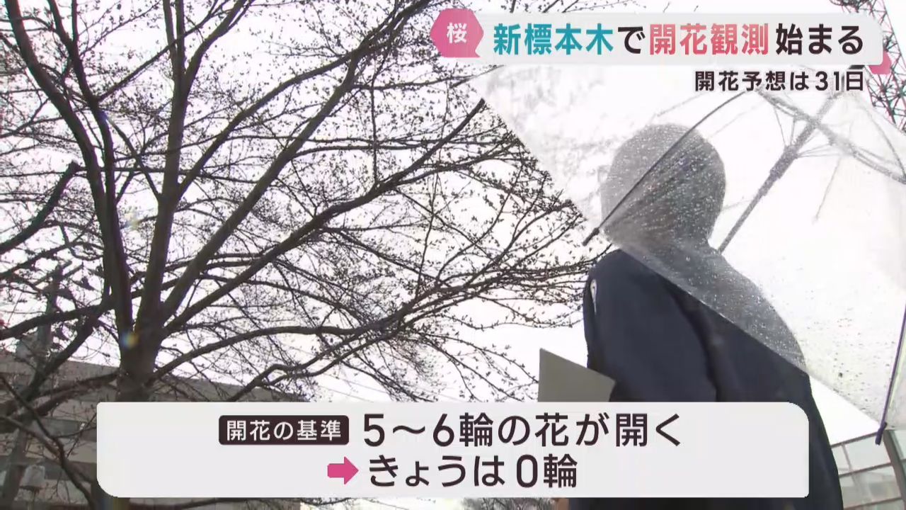 桜の季節　仙台管区気象台が標本木の観測を開始　２６日は開花無し