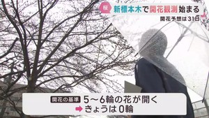 桜の季節　仙台管区気象台が標本木の観測を開始　２６日は開花無し