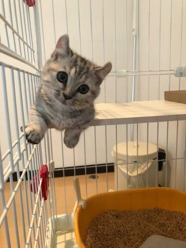 家にきたころの「ロコ」