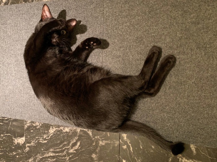 鳴き声が可愛いゴメズ