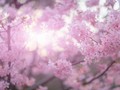 時間はいのち。満開の桜に気付いて想う、愛情をくれてありがとう
