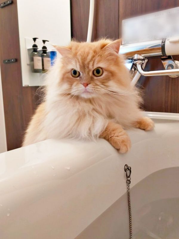 水に浸かるなんて正気か？」入浴中の飼い主を見つめる猫 “無事確認