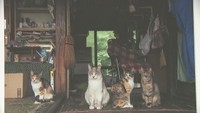 震災から10年　原発被災地に残された「犬猫たち」の写真展　高松市　#あれから私は