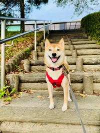 スマイル！笑顔もキュートなはなこちゃん（画像提供：豆柴 はなこちゃん）