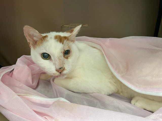 ４匹がやって来る当日朝の様子