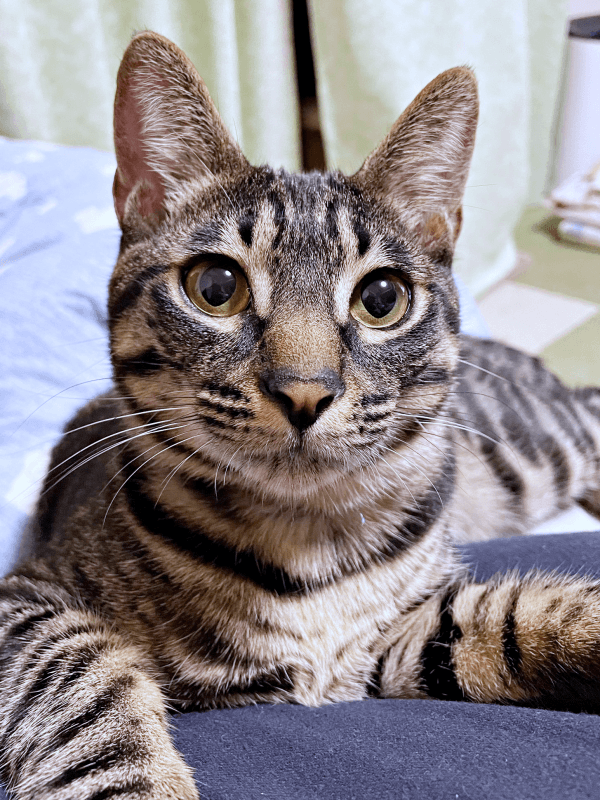 凛々しい顔つきが素敵なイケニャンへと成長したるなちゃん（画像提供：むぎさん）