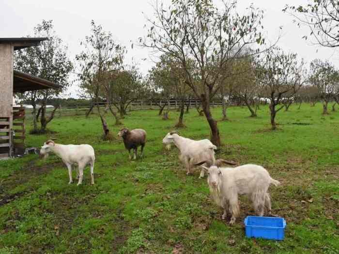 建物の裏にある放牧地。ヤギやヒツジが集まってきた