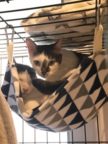 家に来て２～3日目、兄弟そろってケージ内で固まっていました。