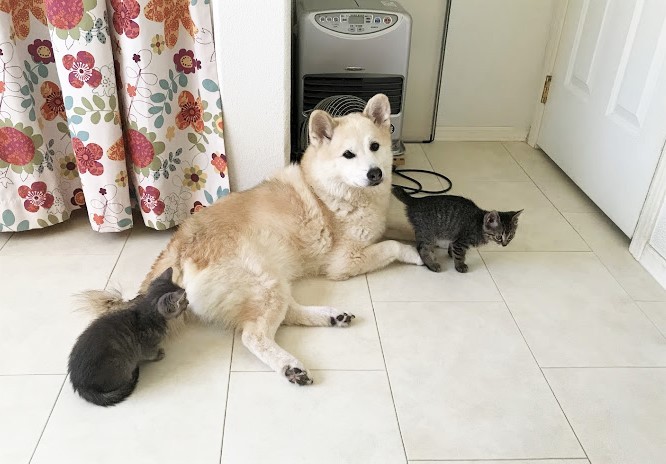 オジロ母さんと姉妹（かよこさん提供）