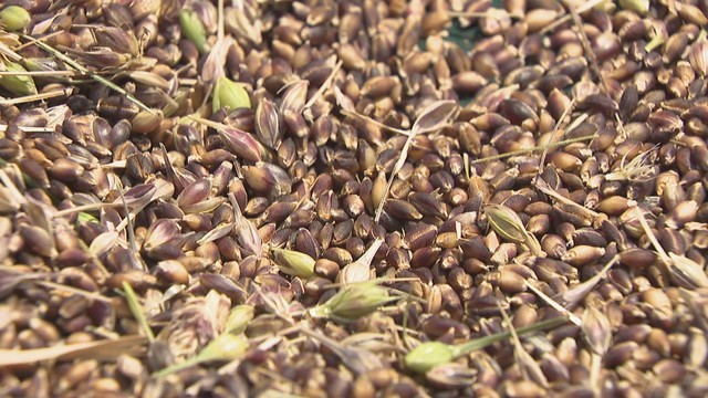 資料　ダイシモチ