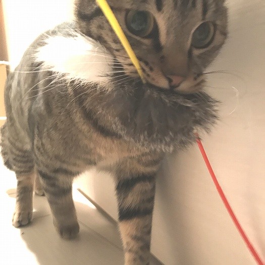 猫じゃらしって楽しいな