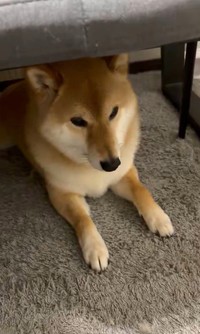 地震が起きた際、机の下に隠れていた柴犬ろんくん（「柴犬 ろん」さん提供、Xよりキャプチャ撮影）