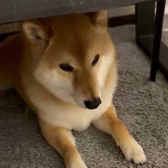 地震が起きた際、机の下に隠れていた柴犬ろんくん（「柴犬 ろん」さん提供、Xよりキャプチャ撮影）