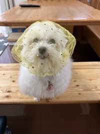 散歩中に拾い食いのクセがあるため、月や星のスパンコールが可愛い「拾い食い防止ネット」を愛用中のマルプーの女の子、ひまわりさん（画像提供：ハルくんさん）