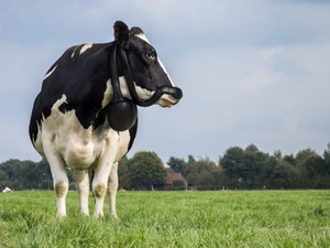 メタン発生させる牛のゲップ、抑制マスクが誕生　温暖化対策に期待…鼻に装着、なぜ？