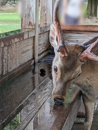 必死にミストからこぼれ落ちる水を飲む鹿（提供：川地祥介さん）