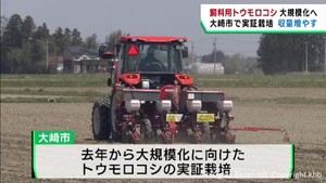 米からの転作を　飼料用トウモロコシの実証栽培　宮城・大崎市