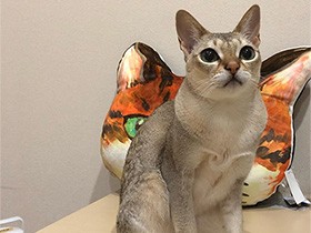 くっきりアイラインの大きな目　シンガプーラの「みこ」