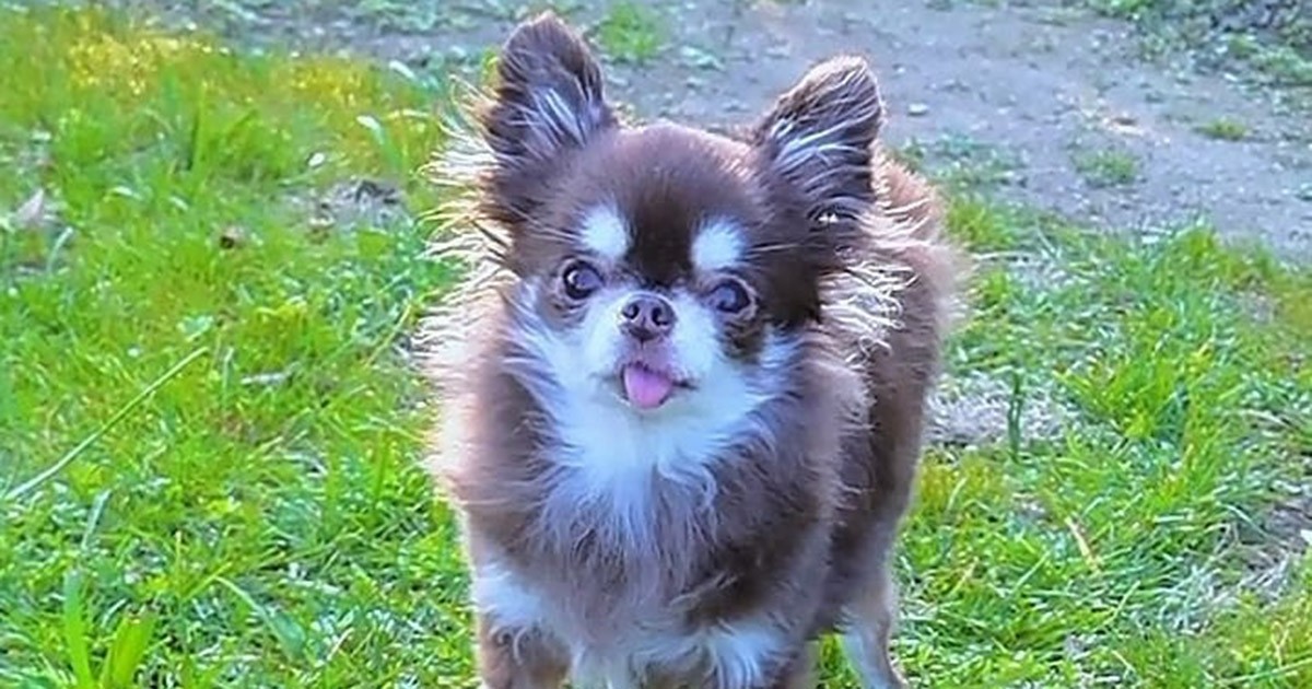 ワンッ と鳴き シッポをフリフリ チワワ かえで の元気な姿を初めて見て感動 犬 猫との幸せな暮らしのためのペット情報サイト Sippo