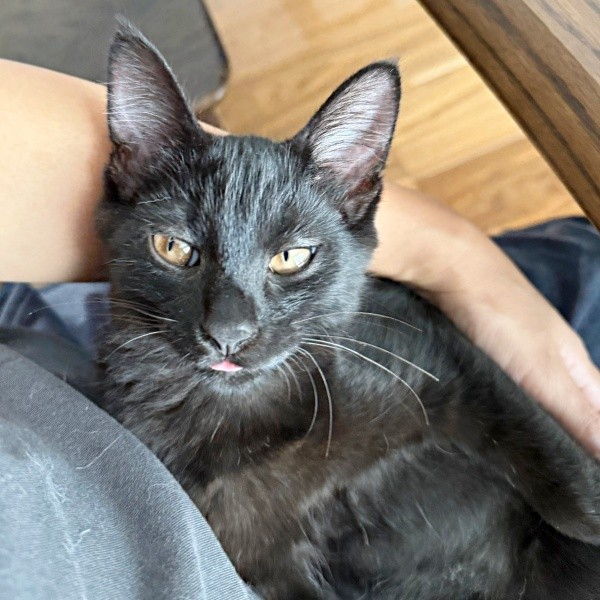 飼い主さんの腕の中でくつろぐ乃愛ちゃん（画像提供：桃丸さん）